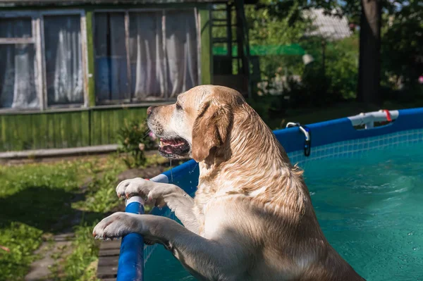 Dog Labrador stands in the frame pool outdoors