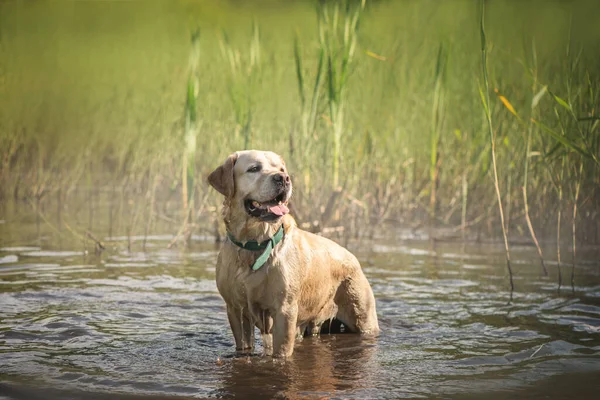 adorable yellow Dog Labrador stands in a water