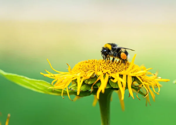 a bumblebee collects nectar on a yellow flower.