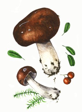 suluboya mantar수채화 버섯