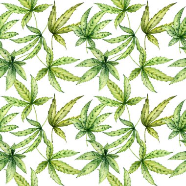 Suluboya çizimi. Botanik Sanatı. Yeşil kenevir yapraklarının kusursuz deseni 