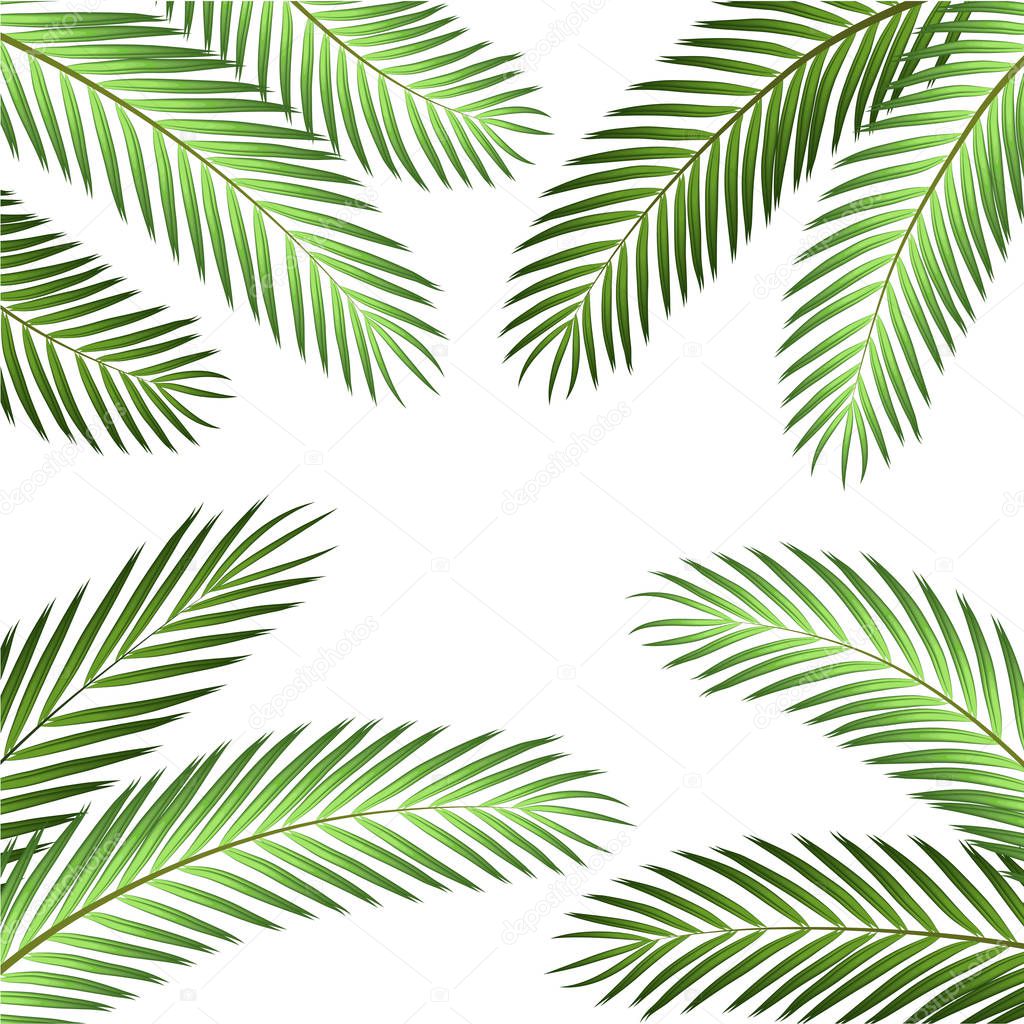 Palm Leaf Vector Background