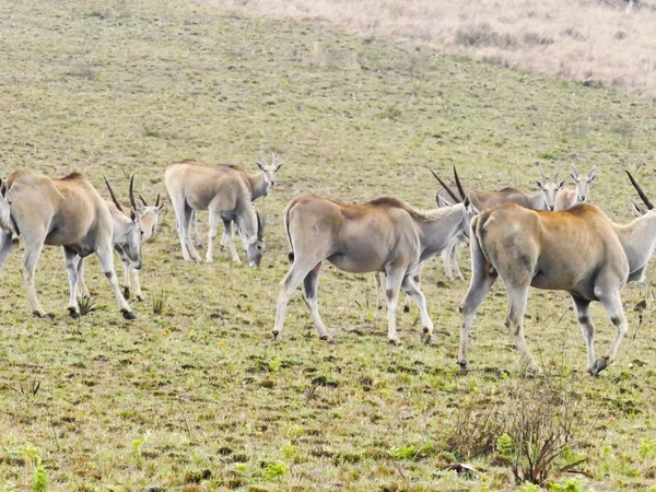 Eland antelope in natural habitat - Swaziland