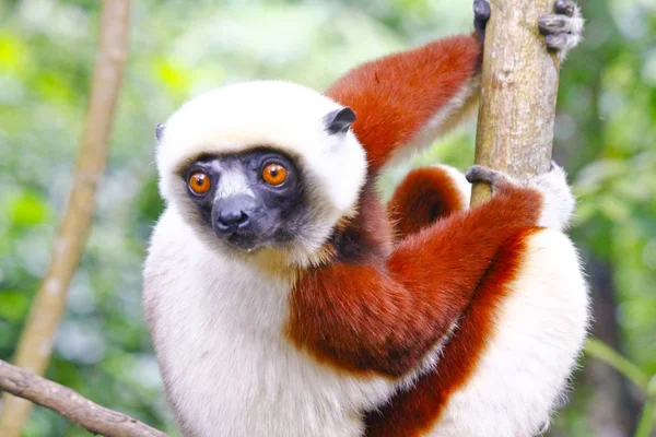 Coquerel\'s Sifaka Lemur in the Anjajavy Forest of Madagascar