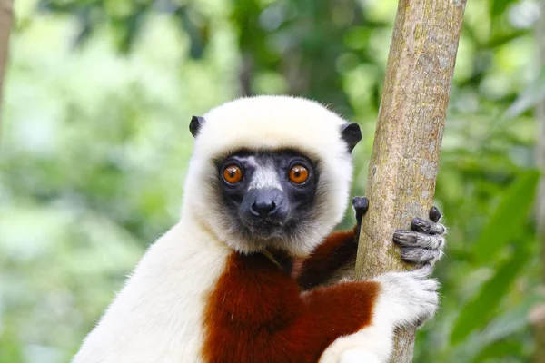 Coquerel\'s Sifaka Lemur in the Anjajavy Forest of Madagascar