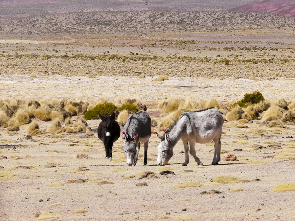Donkeys with wool tuft ear identity tags. Bolivia