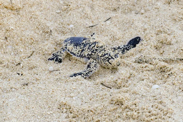 Baby Turtles hatching at Nosy Iranja, Madagascar