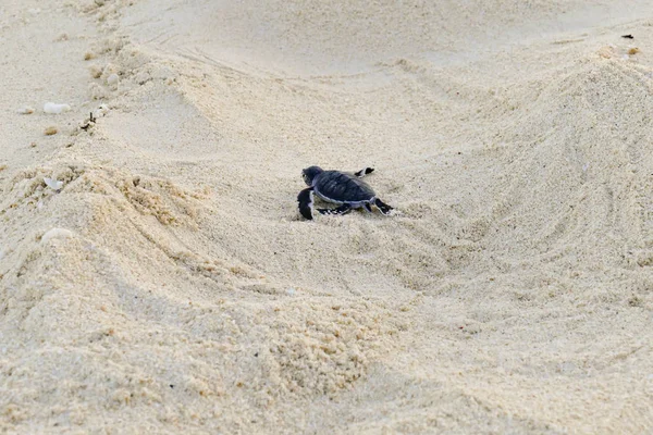 Baby Turtles hatching at Nosy Iranja, Madagascar