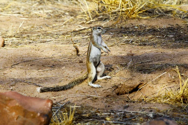 Cape ground squirrel (Xerus inauris) at burrow entrance