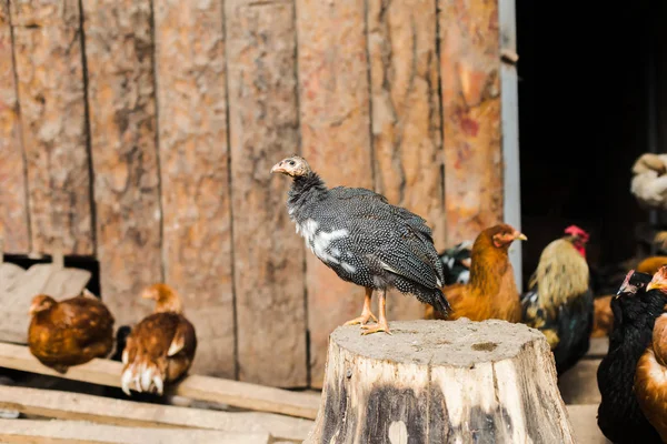 Gray guinea fowl in a chicken coop on a blurred background of a tree in warm colors