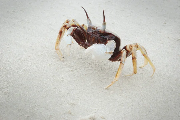 Krabbe Weißen Sandstrand — Stockfoto