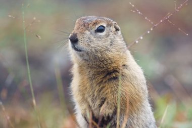 Gopher duruyor ve neler olduğunu izliyor