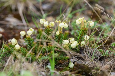 Alaska cassiope. lubmoss dağ fundalık. 
