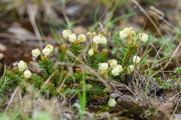 Alaska cassiope. lubmoss dağ fundalık. 