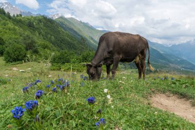 Svaneti, Gürcistan'da bir çayırda dağ.