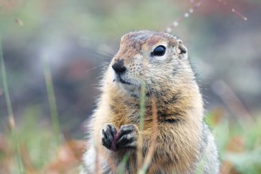 Temkinli bir gopher yakın çekim