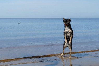 nehir tarafından atlama köpek