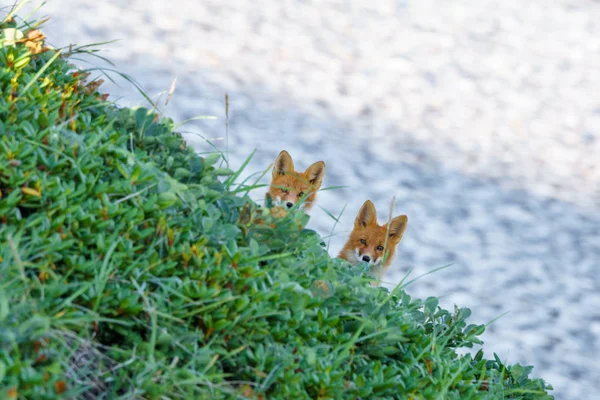 Two curious foxes — Stock Photo, Image