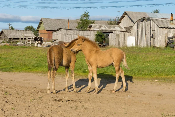 마을에서 두 마리의 새끼 — 스톡 사진