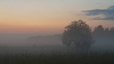 Erken sisli sabah Ağaç