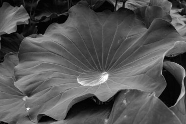 2020 yazında yeşil yapraktan su damlası