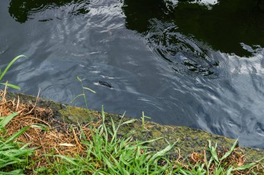 Kurşuni gökyüzü şehir göletinin karanlık sularına yansıyor. Koyu renkli balık siluetleri su yüzeyinde zar zor görülebiliyor..