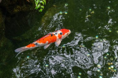 Ueno Park 'ın gölgeli gölünde büyük bir benekli sazan yüzer.