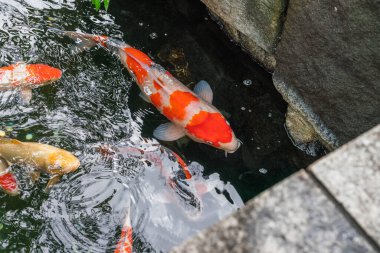 2019 yazında Tokyo 'daki Ueno Park gölünde çok renkli büyük sazanlar yüzer.