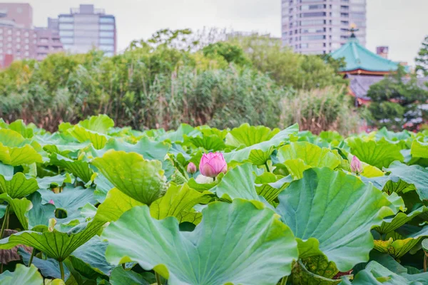 Bunga Lotus Danau Taman Ueno Tokyo Jepang 2020 — Stok Foto