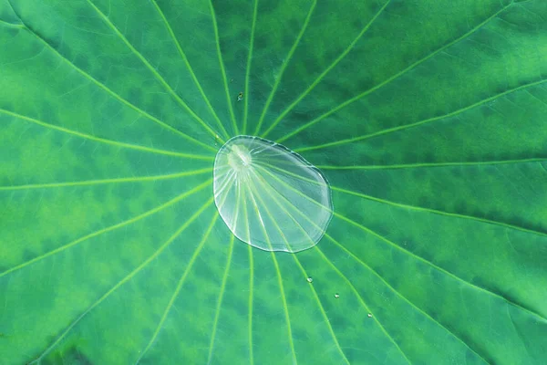Water drop from green leaf on summer background	2020