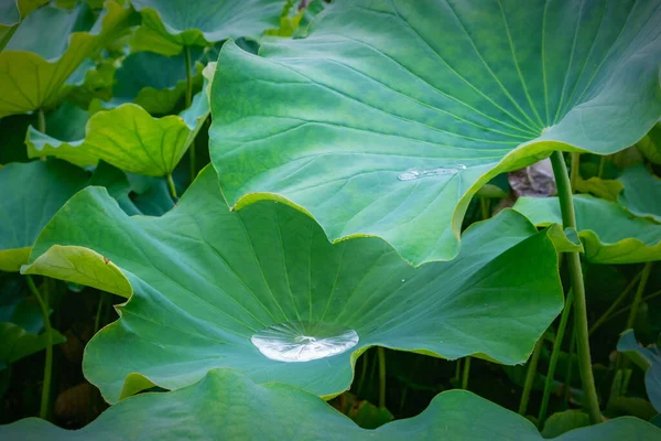 Macro Drop Water Lotus Leaf 2020 — Stok Foto
