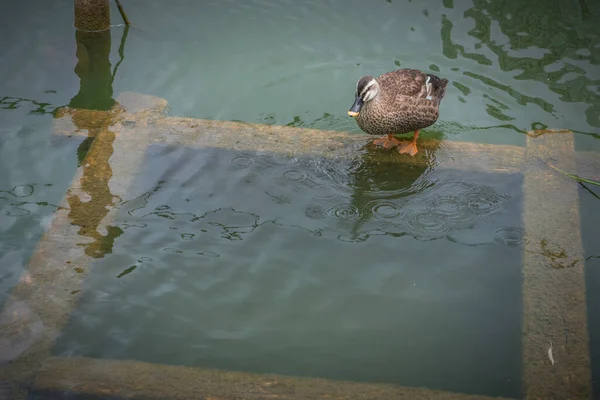 Duck cleans feathers pond in Tokyo park