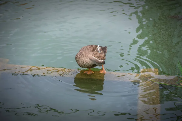 Bebek Membersihkan Kolam Bulu Taman Ueno Tokyo — Stok Foto