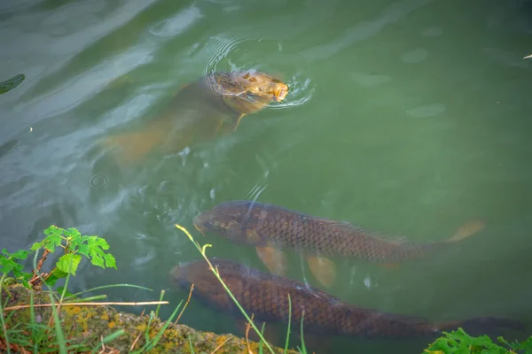 2019年夏 日本东京植野公园池塘里的大型褐色鲤鱼游动着 — 图库照片