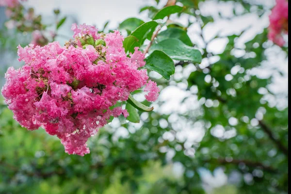 Lagerstremia Yazın Ueno Parkında Çiçek Açar — Stok fotoğraf