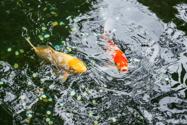 8月の日には東京 上野公園の池で大鯉が泳いでいます — ストック写真