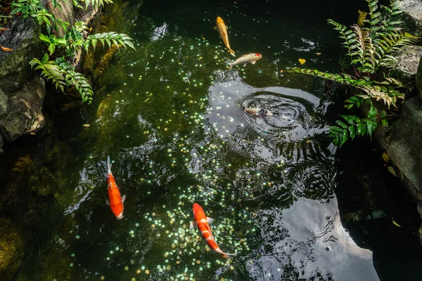 2019年8月的一个阳光灿烂的日子里 五颜六色的鲤鱼在东京雪诺公园的池塘里游泳 — 图库照片