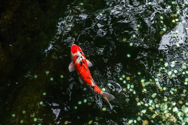 8月的一个阳光明媚的日子 一只硕大的红鲤鱼在东京雪诺公园的阴凉的池塘里游泳 — 图库照片