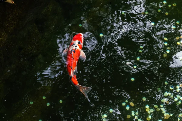 Seekor Ikan Mas Merah Berbintik Besar Berenang Kolam Teduh Taman — Stok Foto