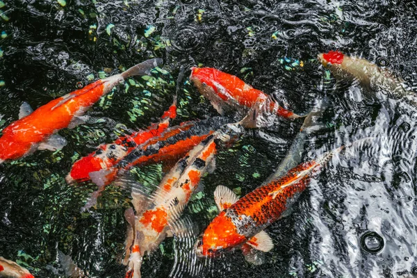 东京的池塘里游泳着五颜六色的大鲤鱼 — 图库照片