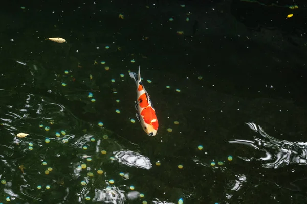 Seekor Ikan Mas Merah Besar Berbintik Berenang Kolam Teduh Tokyo — Stok Foto