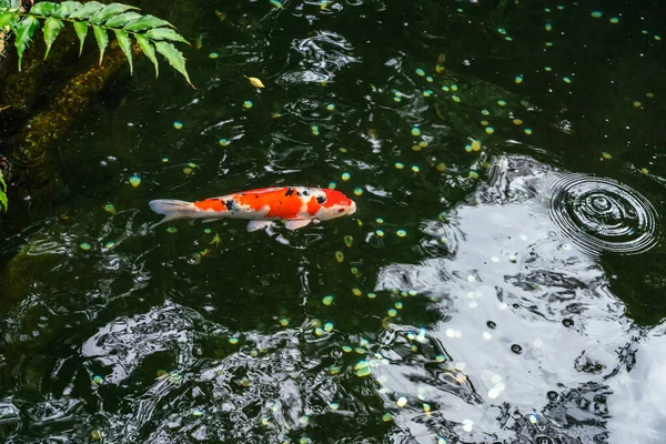 东京雪诺公园的一个池塘里 一只大的斑点红鲤鱼游动着 — 图库照片
