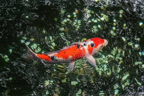 8月の晴れた日に上野公園の日陰の池で大規模な斑点のある赤い鯉が泳ぐ — ストック写真