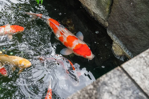 2019年夏 五颜六色的大鲤鱼在东京雪诺公园的池塘里游泳 — 图库照片