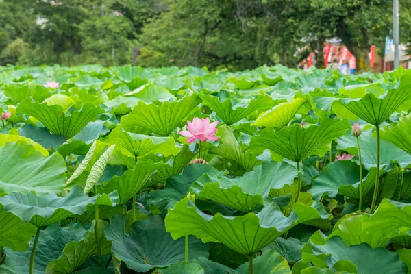 Danau Lotus Taman Ueno Tokyo Jepang Stok Lukisan  
