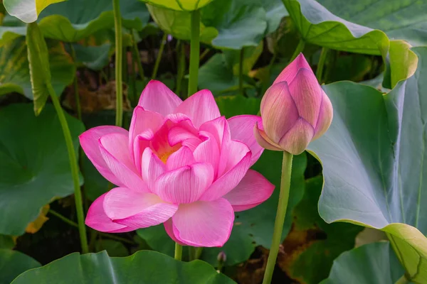 Grandes Fleurs Lotus Parmi Les Feuilles Vertes Photos De Stock Libres De Droits