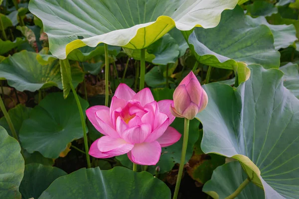 Lotus Mekar Kolam Taman Ueno Tokyo Jepang 2019 Stok Gambar