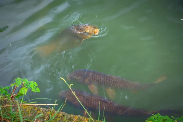 Ikan Mas Coklat Besar Berenang Kolam Taman Ueno Tokyo Jepang Stok Foto Bebas Royalti