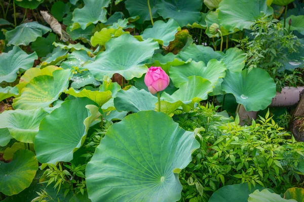 Branches Lotus Rose Parmi Les Feuilles Vertes Grandes Dans Ueno Images De Stock Libres De Droits