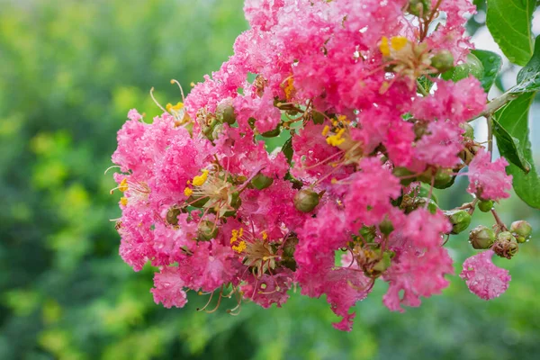 Fleurs Lilas Indiens Dans Parc Ueno Été 2019 Images De Stock Libres De Droits